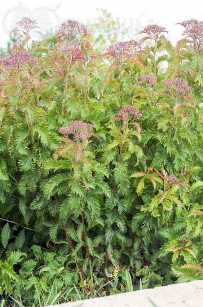 саженцы Спирея японская Crispa