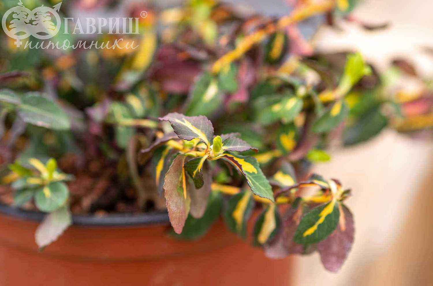 Бересклет Форчуна Interbolwi