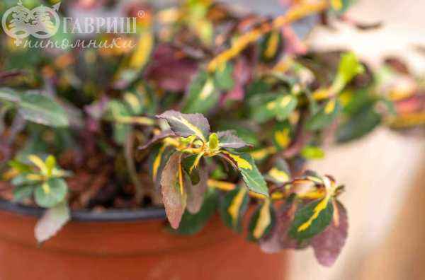 саженцы Бересклет Форчуна Interbolwi