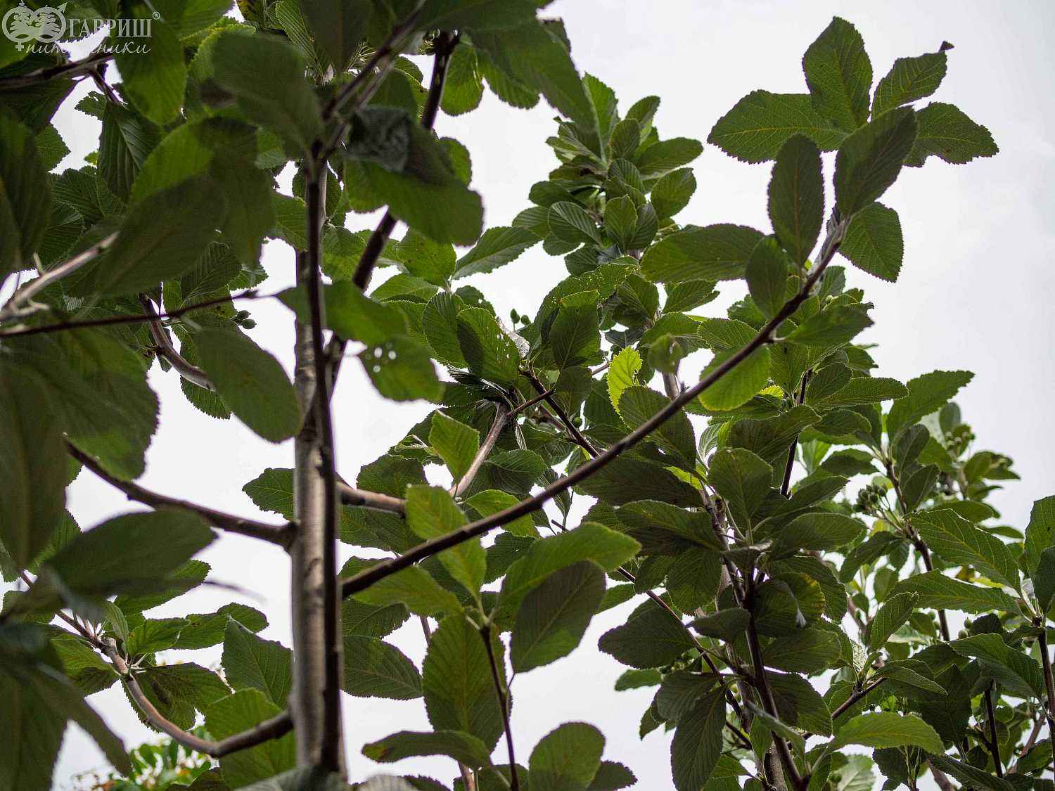 Рябина круглолистная (ария) Magnifica