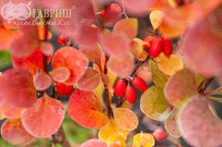 саженцы Барбарис Тунберга Red Pillar