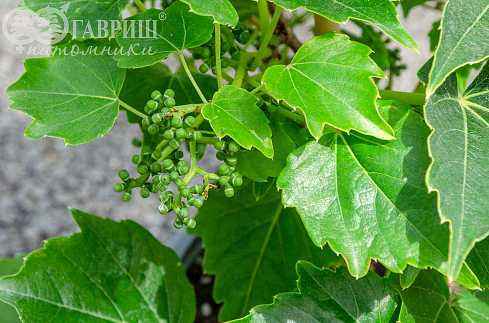 саженцы Партеноциссус (виноград девичий) тройчатый Veitchii