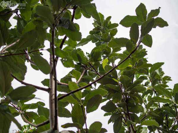 Саженцы рябина круглолистная (ария) magnifica