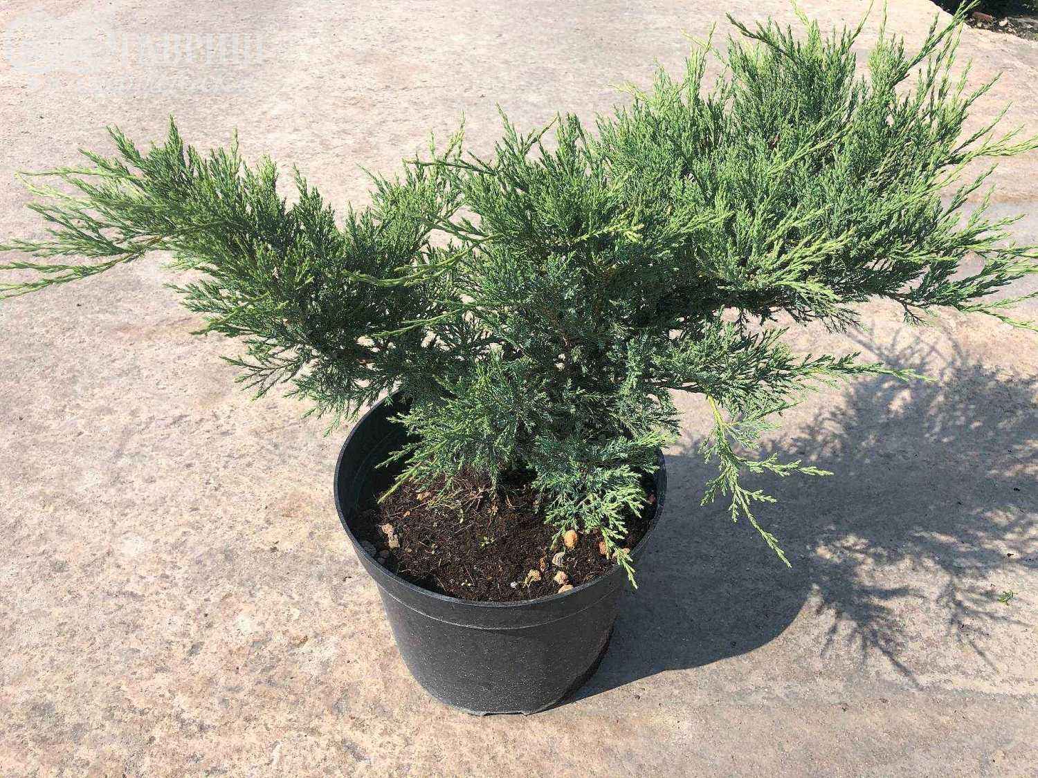 Можжевельник казацкий Blue Danube