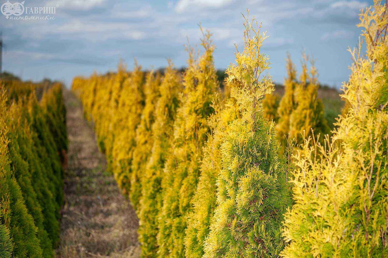 Туя западная Golden Smaragd