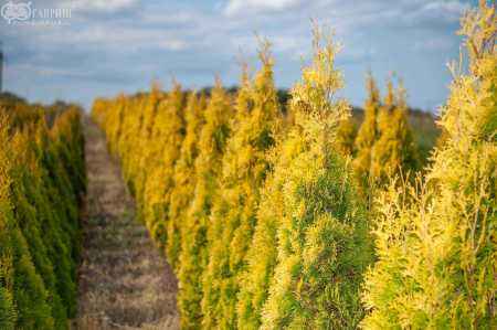 Купить туя западная golden smaragd деревья и растения