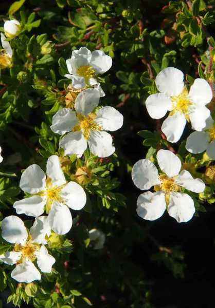 саженцы Лапчатка кустарниковая Abbotswood