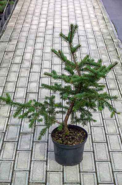 Купить ель колючая maigold деревья и растения