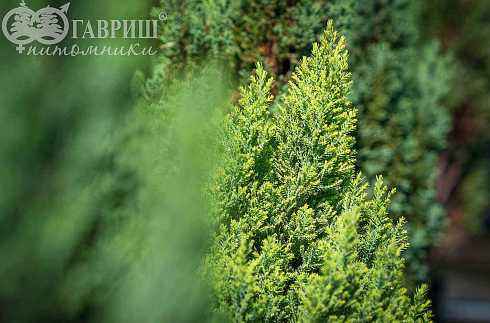 Купить кипарисовик лавсона stewartii деревья и растения
