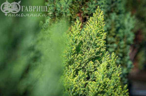 Купить кипарисовик лавсона stewartii деревья и растения