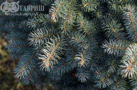 Купить ель колючая  waldbrunn деревья и растения