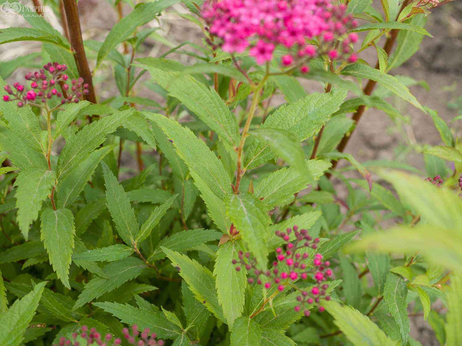 Спирея японская Neon Flash