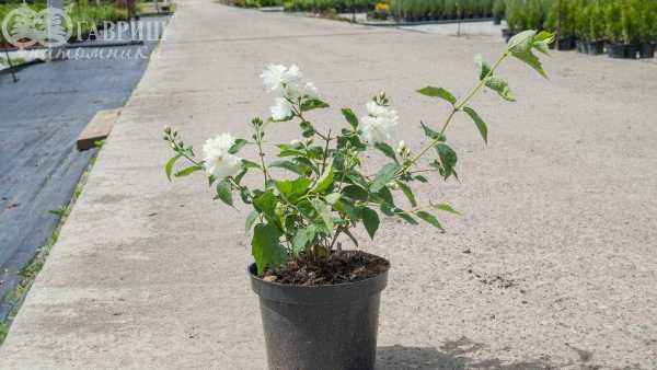 саженцы Чубушник Bialy Karzel