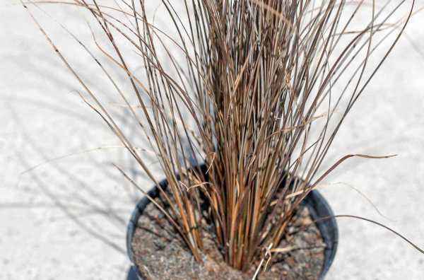 саженцы Осока Буханана