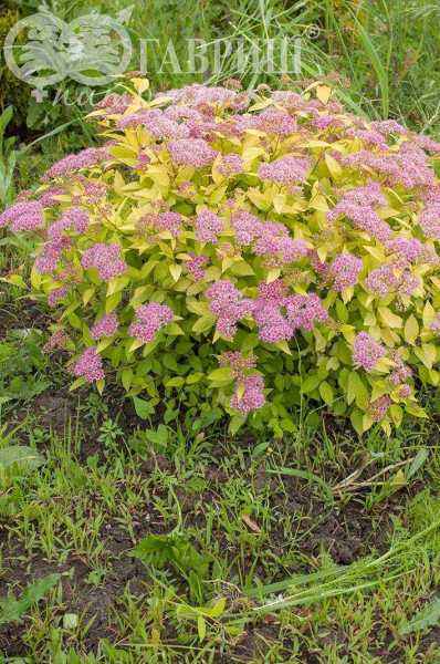 саженцы Спирея японская Goldmound