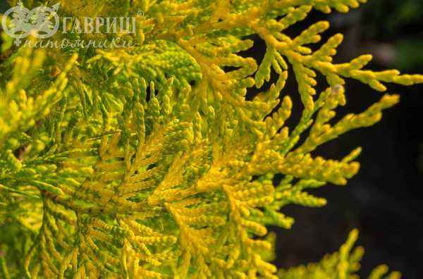Купить туя западная голден брабант деревья и растения