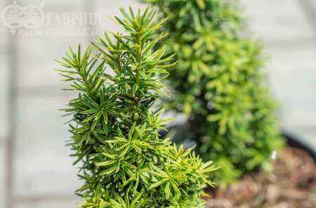 Купить тис ягодный david деревья и растения