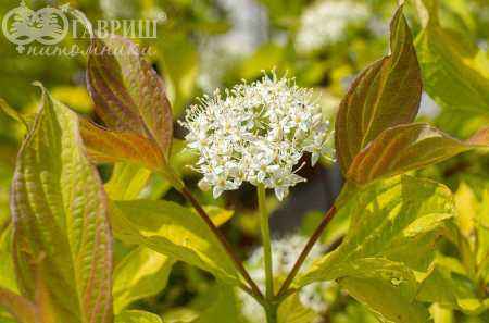 саженцы Дерен белый Aurea