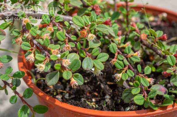 саженцы Кизильник лежачий Queen of Carpet