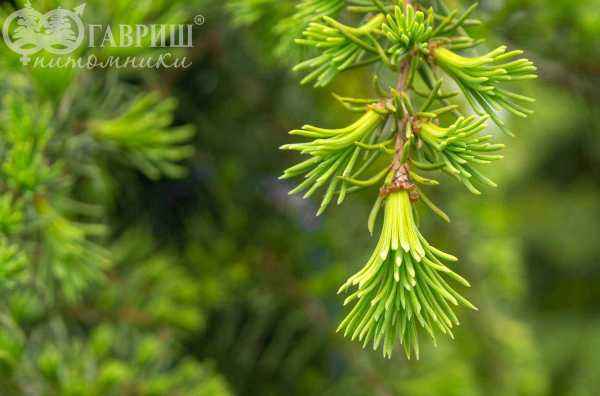 саженцы Кедр деодара Pendula