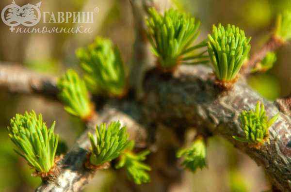 Купить лиственница японская stiff weeper деревья и растения