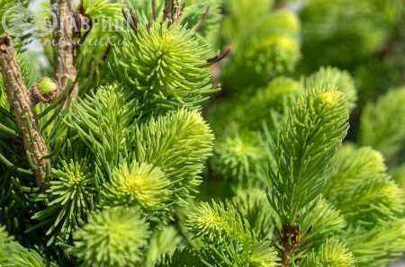 Купить ель колючая  cupressina деревья и растения