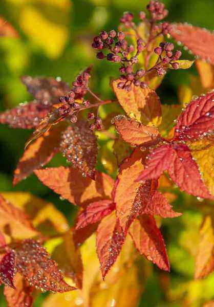 саженцы Спирея японская Goldflame