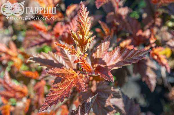 саженцы Пузыреплодник калинолистный Little Angel