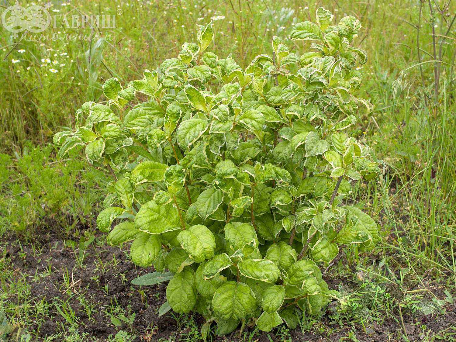 Вейгела цветущая Caricature