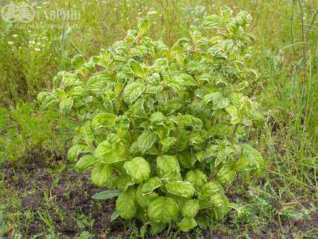 саженцы Вейгела цветущая Caricature