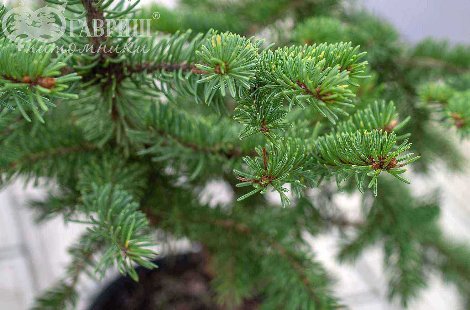 Ель колючая Maigold