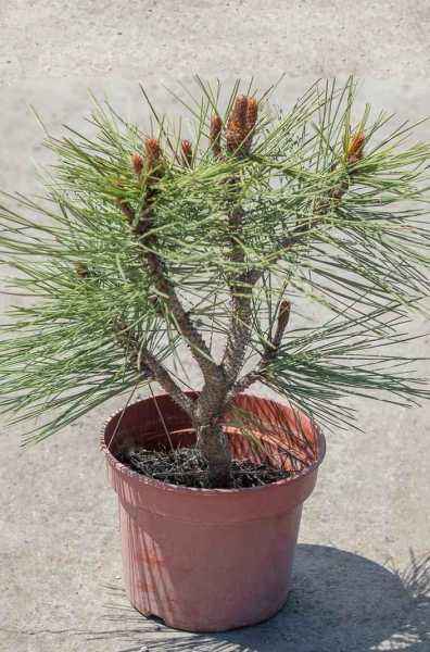 Купить сосна джеффри joppi деревья и растения