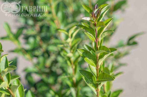 саженцы Бирючина обыкновенная