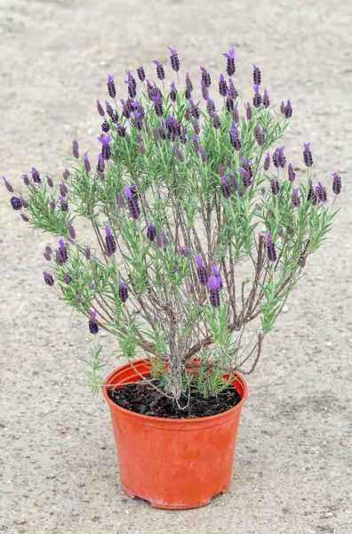 саженцы Лаванда узколистная  Victory