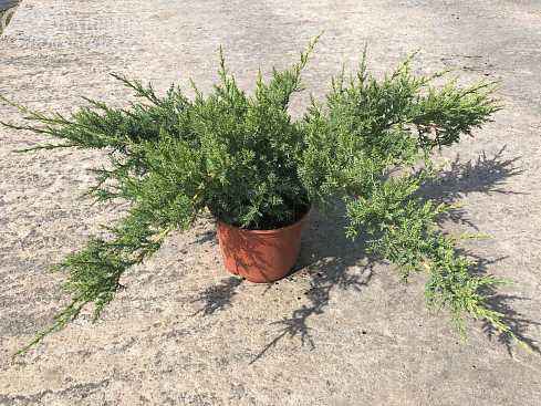 Купить можжевельник средний pfitzeriana compacta деревья и растения