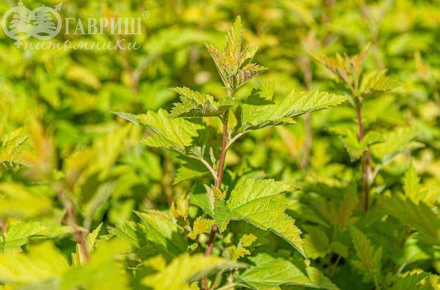 Пузыреплодник калинолистный Nugget