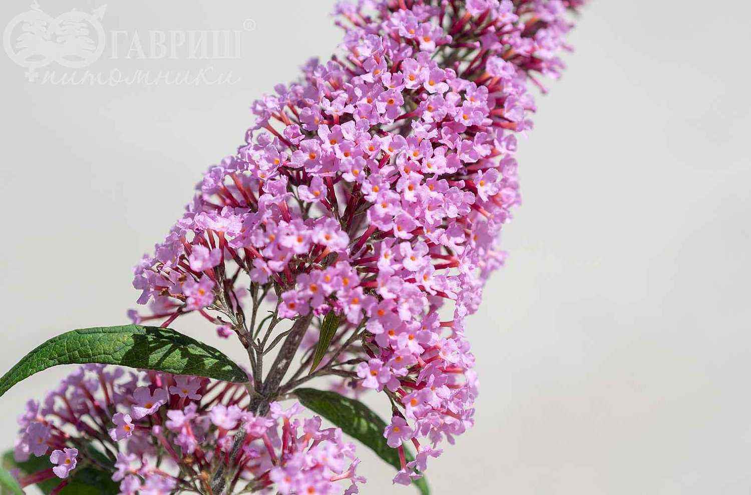 Буддлея Давида Pink Delight