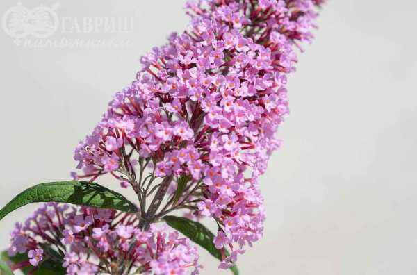 саженцы Буддлея Давида Pink Delight