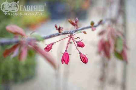 Саженцы яблоня royal beauty