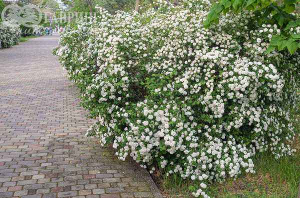 саженцы Спирея Vanhouttei