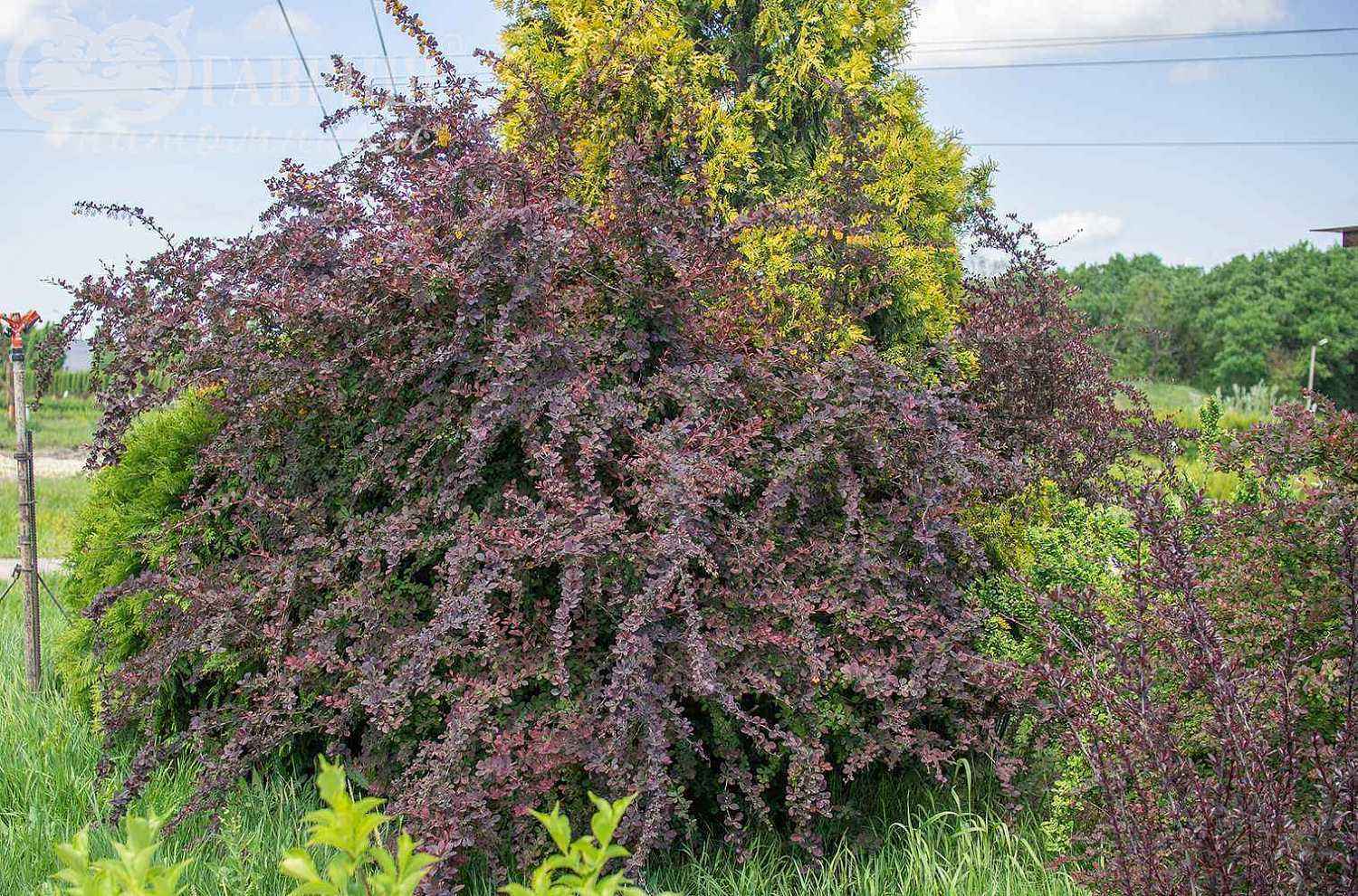 Барбарис Оттавский Superba