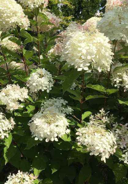 саженцы Гортензия метельчатая Phantom