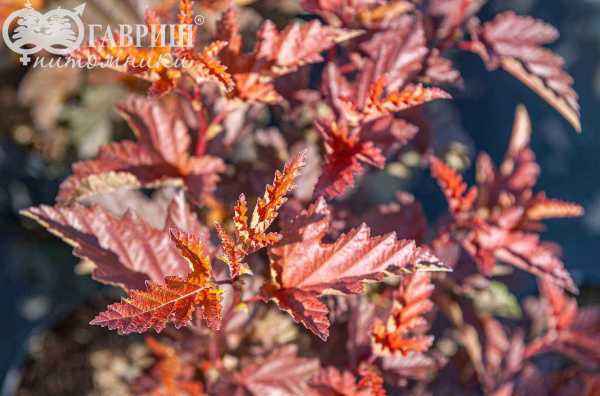 саженцы Пузыреплодник калинолистный Little Angel