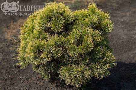 Купить сосна горная carsten деревья и растения