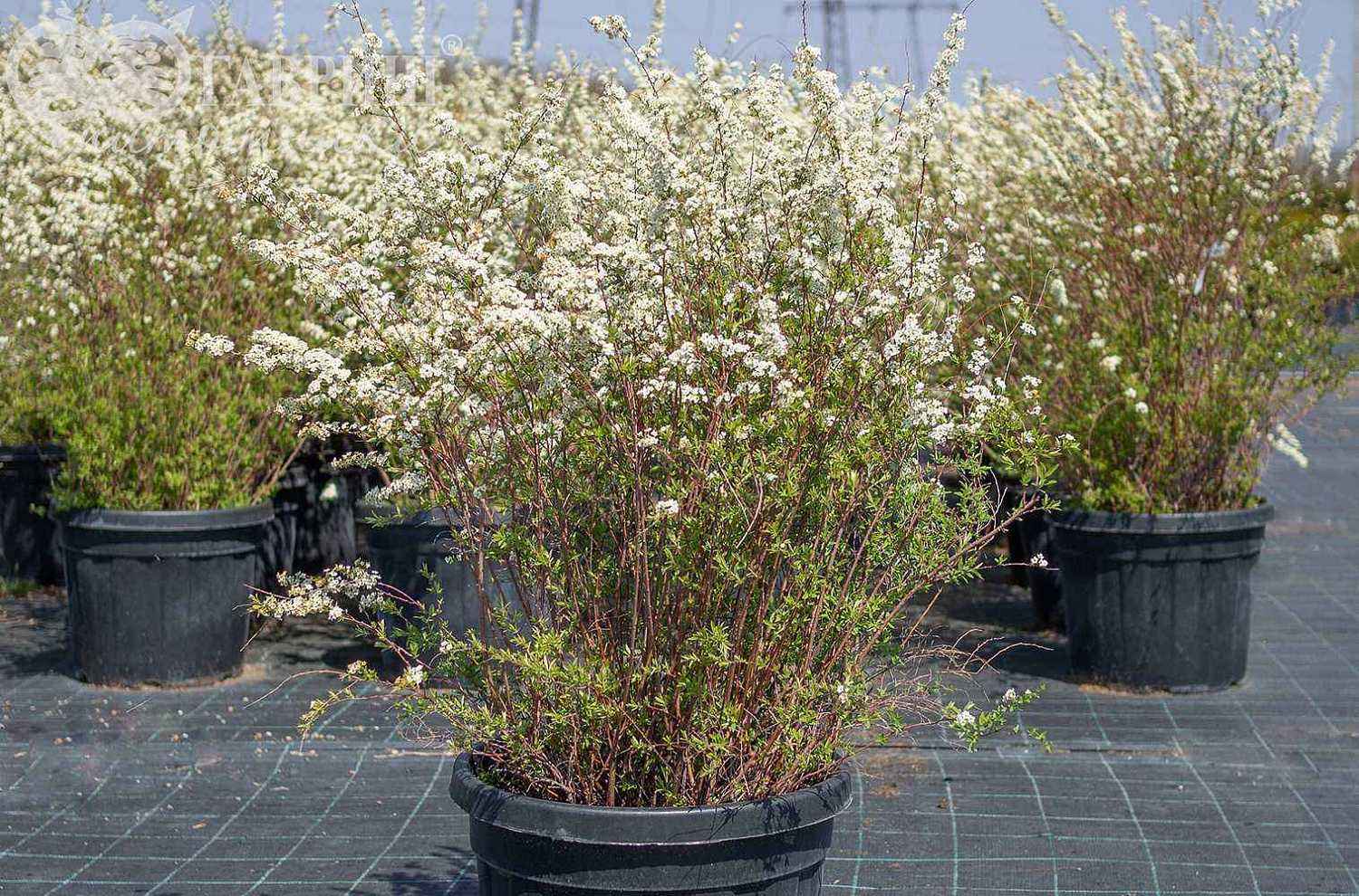 Спирея Vanhouttei