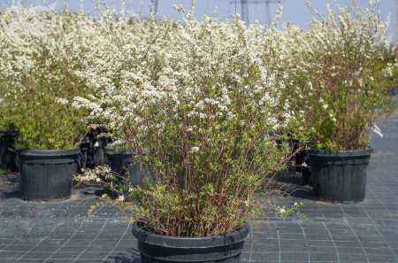 саженцы Спирея Vanhouttei