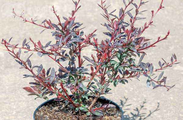 саженцы Барбарис Тунберга Red Chief