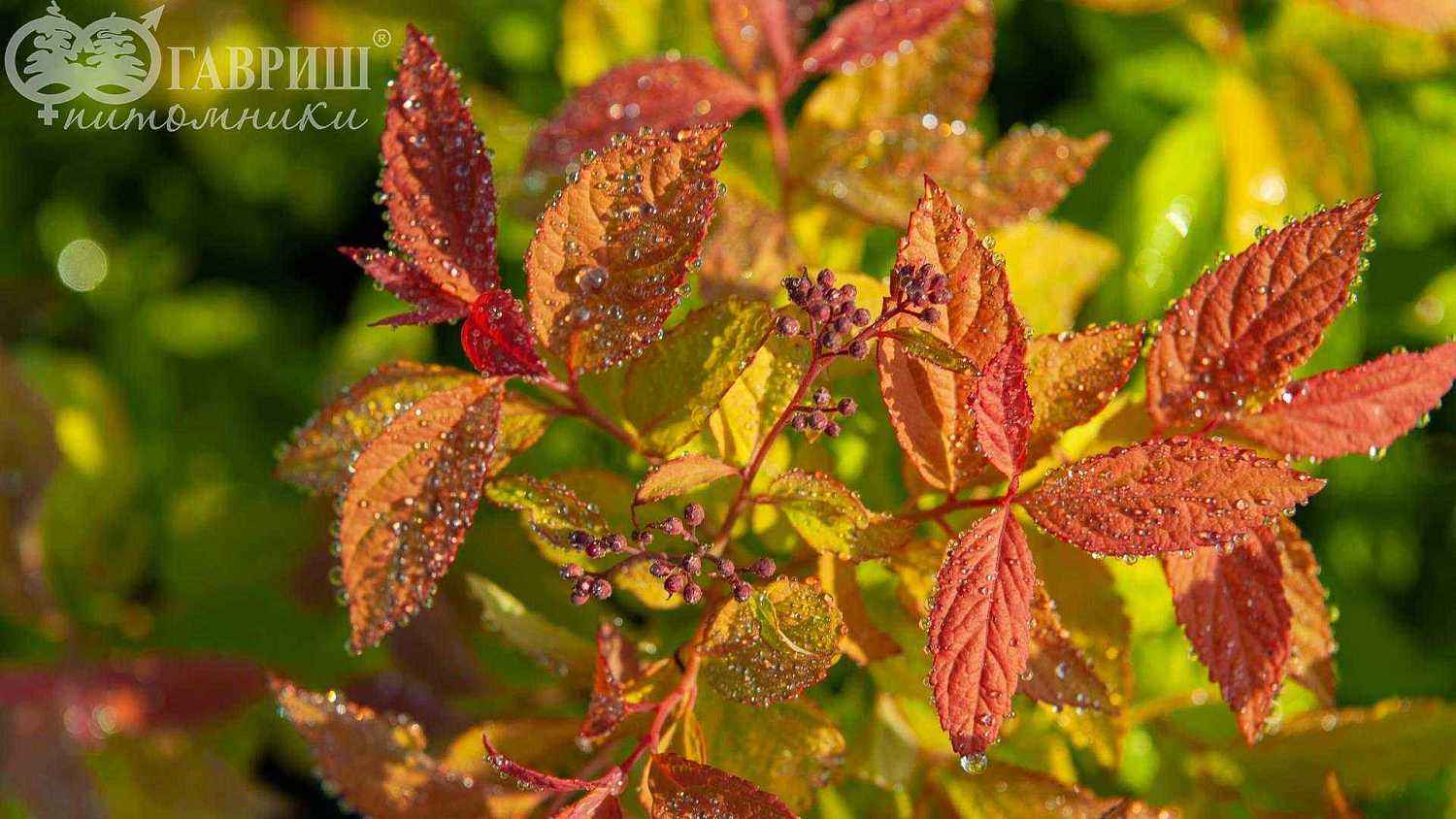 Спирея японская Goldflame