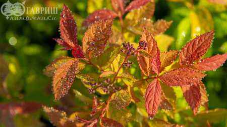 саженцы Спирея японская Goldflame