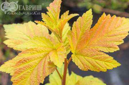 саженцы Пузыреплодник калинолистный  Luteus (var.  Aureus)